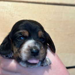 Female 1 - Black and white female Basset Hound puppy in Lindley, New York from Hill Top Basset Hounds & Cane Corso