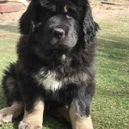 Tibetan Mastiff Puppies from Wanderlust Tibetan Mastiffs