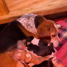 Belle - Beagle