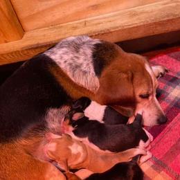 Belle - Beagle