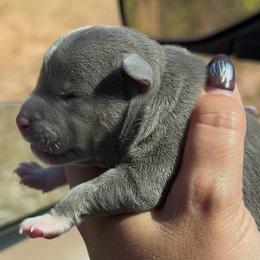 Puppy 6 - Blue tri-color female American Bully puppy in Orlinda, Tennessee from SimplyBullies