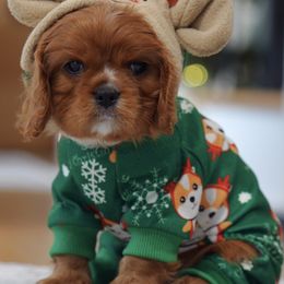 Rusty - Ruby male Cavalier King Charles Spaniel puppy in Greensboro, North Carolina from Hyde Park Cavaliers