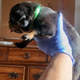 Girl 2 - Black and tan female Rottweiler puppy in San Antonio, Texas from Angel Rottweilers