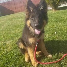 German Shepherd Puppies from Lost Creek German Shepherds LLC