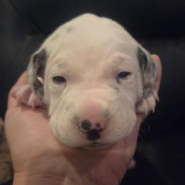 Ares (grèen) - White and black male Dalmatian puppy in Palmer, Massachusetts from Delaney's Dalmatians 2