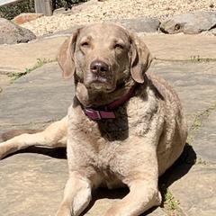 Chesapeake Bay Retriever All Grown Up from Wild Wood Chesapeakes