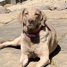 Chesapeake Bay Retriever All Grown Up from Wild Wood Chesapeakes