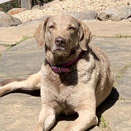 Chesapeake Bay Retriever All Grown Up from Wild Wood Chesapeakes
