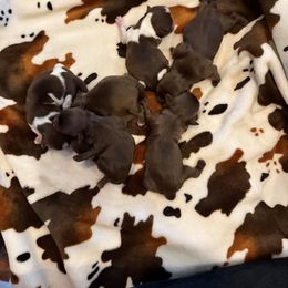 Shih Tzu Puppies from Rollins Farms Shih Tzus