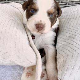 Australian Shepherd Puppies from Raybell Ridge Farm