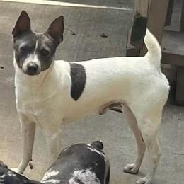 Johnny - Blue white and tan male Rat Terrier puppy in Atlanta, Texas from CaliRats Rat Terriers