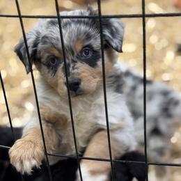 Australian Shepherd Puppies from HP Aussie Kennels
