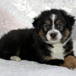 Rocco - Black tri male Miniature Australian Shepherd puppy in Belleview, Florida from Jennifer Townley