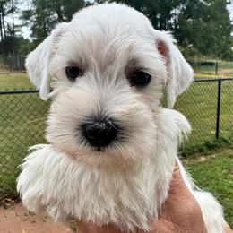 Sammy - White male Miniature Schnauzer puppy in Boaz, Alabama from Sweet Home Schnauzers