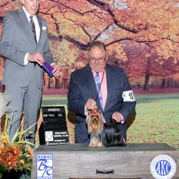 Eve - Yorkshire Terrier