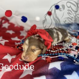 Dachshunds and Great Danes from Southern Barron Danes & Dachshunds