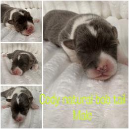 Cody - Gray and white male American Corgi puppy in Hico, Texas from Chisholm Trail Kennels