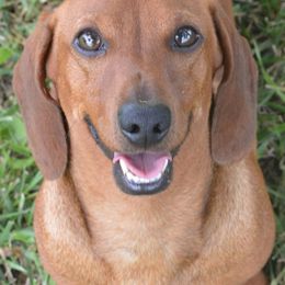 Bulldogs, Dachshunds, French Bulldogs, and Great Danes from Trumans Great Danes