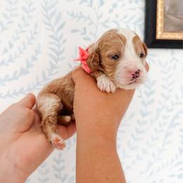 Pearl - Pink collar girl - Red  female Goldendoodle puppy in Ruthorfordton, North Carolina from Duncan Doodles Goldendoodles