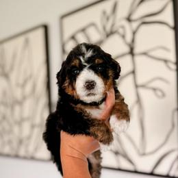 Bonifacio - Tri-color male Bernedoodle puppy in Cold Spring, Minnesota from A.N.A. Doodles