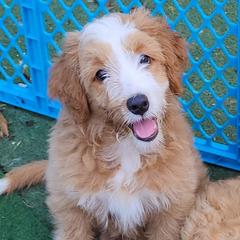 Hey Jude - Apricot Assorted Doodle Crosses puppy in Indianapolis, Indiana from Do Wah Diddy Doodles