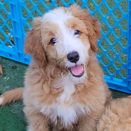 Hey Jude - Apricot Assorted Doodle Crosses puppy in Indianapolis, Indiana from Do Wah Diddy Doodles