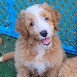 Hey Jude - Apricot Assorted Doodle Crosses puppy in Indianapolis, Indiana from Do Wah Diddy Doodles