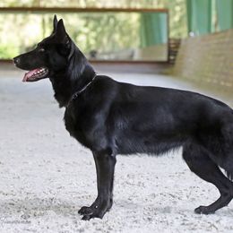 Vari - German Shepherd
