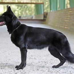 Vari - German Shepherd