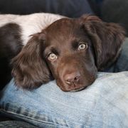 Small Munsterlander Pointer Puppies from Vom Eiswald Kleine Munsterlander