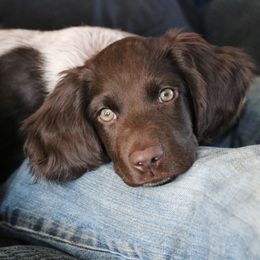 Small Munsterlander Pointer Puppies from Vom Eiswald Kleine Munsterlander