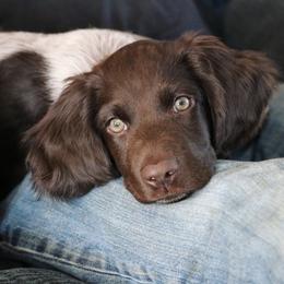 Small Munsterlander Pointer Puppies from Vom Eiswald Kleine Munsterlander