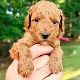 Girl 4 - Red  female Goldendoodle puppy in Philadelphia, Mississippi from Oakie Doodles