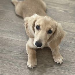 Dachshunds from Salt Creek Dachshunds