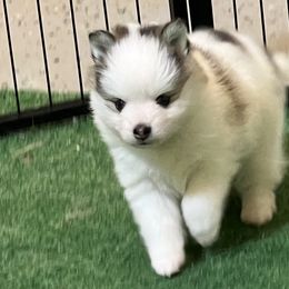 Piebald girl - Black and white female Pomsky puppy in Enid, Oklahoma from Mile Hi Pomskies