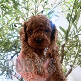 Boy 2 - male Cavapoo puppy in West Jordan, Utah from Ruby's Cavapoos