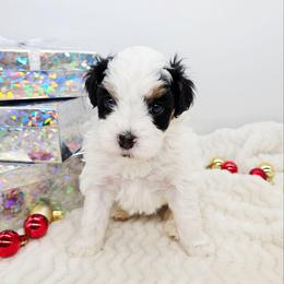 Clove - Black and white female Bernedoodle puppy in Granton, Wisconsin from Rose River Farms