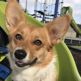 American Corgis and Pembroke Welsh Corgis from CC’s Corgis