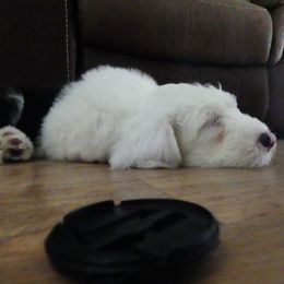 Old English Sheepdog Puppies from Gabriela Moreno's Old English Sheepdogs
