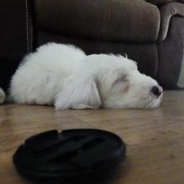 Old English Sheepdog Puppies from Gabriela Moreno's Old English Sheepdogs