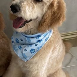 Goldendoodles from 951Goldendoodles_