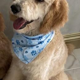Goldendoodles from 951Goldendoodles_