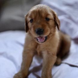 Bernedoodle and Golden Retriever Puppies from Golden Light Puppies