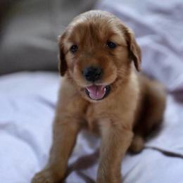 Bernedoodle and Golden Retriever Puppies from Golden Light Puppies
