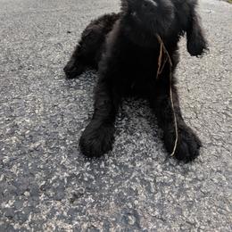 Giant Schnauzer Puppies from Riesenschnauzers von Reh Bach
