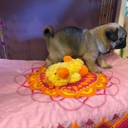 Pug Puppies from Briggs Family Pugs