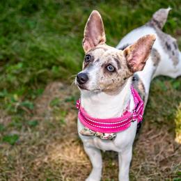 Rainy - Rat Terrier
