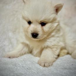 White male - White male Pomsky puppy in Lemon Cove, California from Magic Ranch Mini Aussies