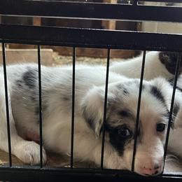 Pinto - Blue merle male Border Collie puppy in Jefferson, Pennsylvania from Willis Farm