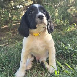 Spike - Black and white male English Springer Spaniel puppy in Palisade, Colorado from Bigfoot's Kennel